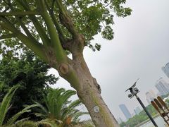 -白鹭洲公园