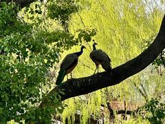 -J Create城市露营咖啡·简餐·宠物(上海动物园店)