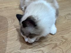 -1013 PET SHOP精品宠物商店(丁香店)
