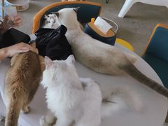 -泰国佛·塔罗·泰牌狐仙古曼