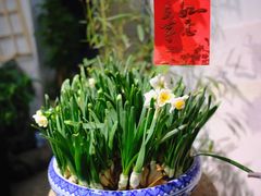 -双季花艺园艺市场(浦东店)