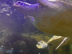 -上海动物园(地铁站)