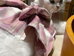 -藏猫猫咖啡主题馆(中央大道店)