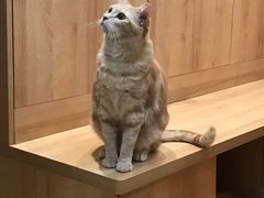 -是阿柴呀！柴犬咖啡·爱喵喵猫咖