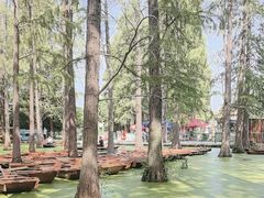 -渌洋湖湿地公园