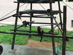 -西霞口神雕山野生动物世界