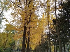 -洛阳市隋唐城遗址植物园