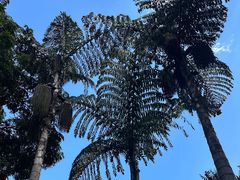-中国科学院西双版纳热带植物园