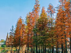 -白鹭湾湿地公园