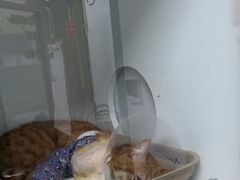 -北京观赏动物医院·24小时大型综合·猫专科·异宠专科