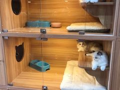 -猫十亿·布偶金渐层·曼基康矮脚猫舍(青年路店)