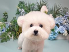 -BABIT巴比特宠物(MOMOPARK店)