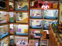 -宠物兔专门店(天丰利市场店)