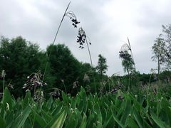 -五缘湾湿地公园