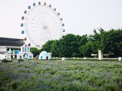-百万葵园