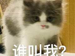 -屋虎猫馆(宝安大仟里店)