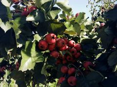 -意大利农场度假村