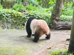 -都江堰中华大熊猫苑