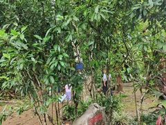 -中国科学院西双版纳热带植物园