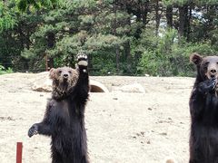-沈阳森林动物园