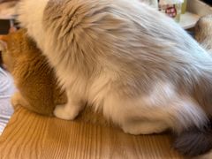 -有喵·猫咖·狗咖·30几只猫10只小狗(岗厦店)