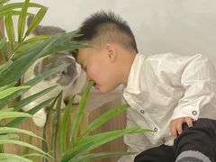 -COLOR PETS 撸猫馆·购猫·猫咖(长风大悦城店)
