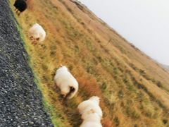 -Pakkhús Restaurant