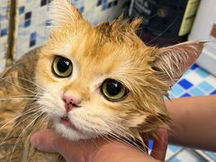 -FAELING PETS美天灵宠物(富力广场店)