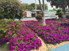-广东花都香草世界旅游度假区