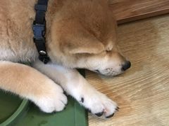 -柴犬小屋·柴餐厅·狗咖食堂(金鼎广场店)