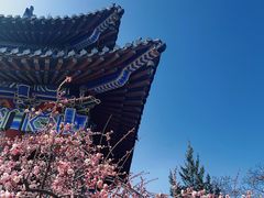 -梅花山(明孝陵内)