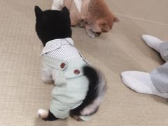 两只小可爱-逗柴咖啡屋·狗咖猫咖宠物桌游