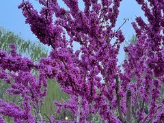 -元大都城垣遗址公园