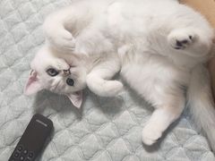 -喜多萌中农锦绣动物医院24H·猫科·牙科MRI·CT
