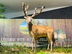 -溱湖国家湿地公园