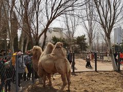 -长白岛森林公园