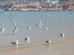 -金海滩海水浴场