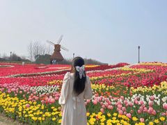 -杭州湾海上花田景区