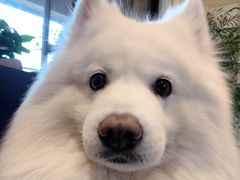 -暖阳宠物医院·犬猫康复中心·骨科
