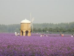 -北京东方普罗旺斯薰衣草庄园