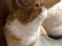 -瞄一喵猫咖(格力海岸店)