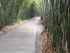 -成都大熊猫繁育研究基地