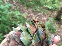 -五营红松林海景区