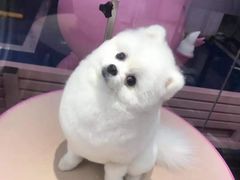 -FAELING PETS美天灵宠物(富力广场店)