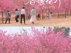 -天适樱花悠乐园
