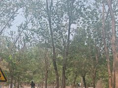 -西青郊野公园