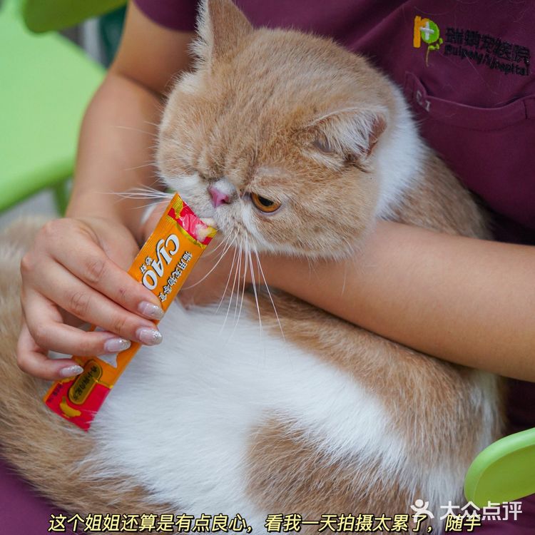 宇宙萌宠“甜茶🐱”日记|办个VIP做宠物届顶流🚀