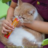 宇宙萌宠“甜茶🐱”日记｜办个VIP做宠物届顶流🚀