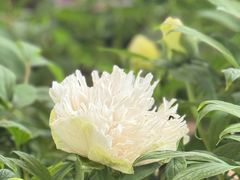 -洛阳市隋唐城遗址植物园