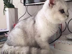 -猫大福·Fortune Cat猫舍(百子湾店)